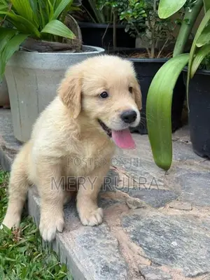 Golden Retriever