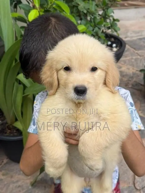 Golden Retriever