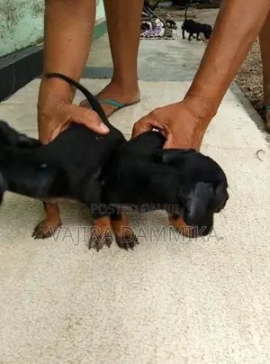 Dachshund Puppy
