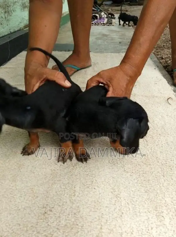 Dachshund Puppy
