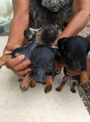 Dachshund Puppy