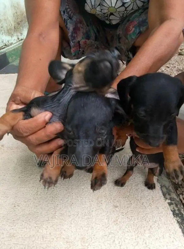 Dachshund Puppy