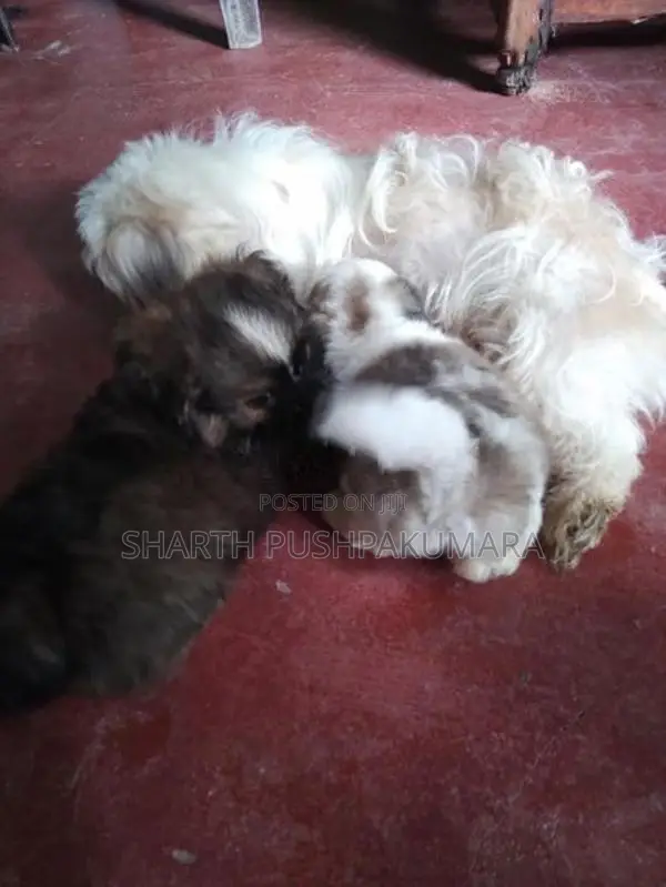 shihtzu puppies