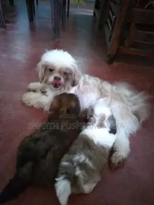shihtzu puppies