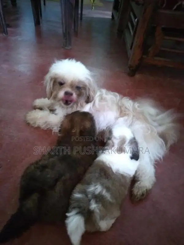 shihtzu puppies