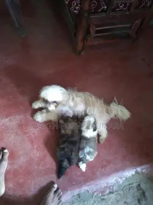 shihtzu puppies