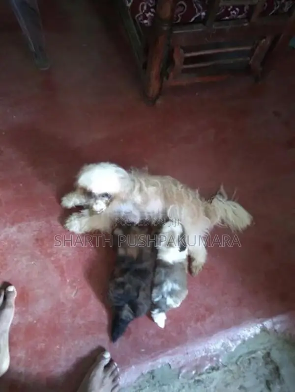 shihtzu puppies