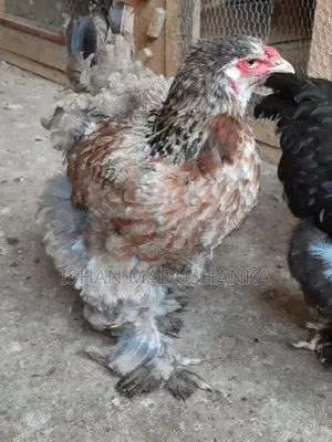 Brahma Chicken