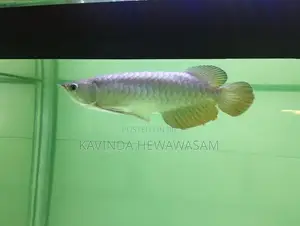 High back golden arowana