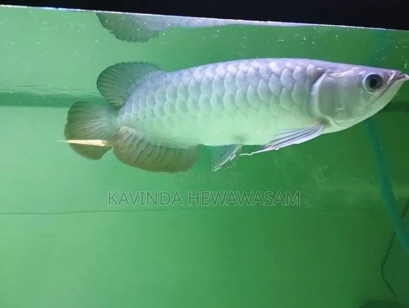 High back golden arowana