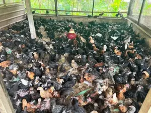 ගම් කිකිළියන්