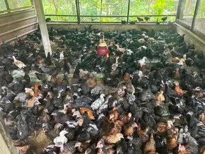 ගම් කිකිළියන්