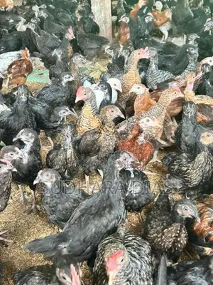 ගම් කිකිළියන්