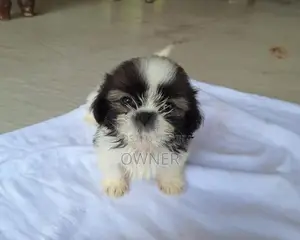 Shihtzu Tricolour Puppies