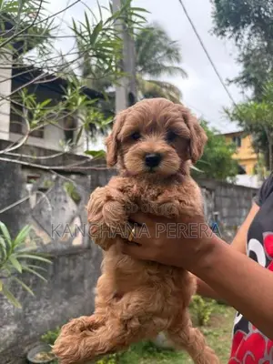 Toy Poodle Puppy