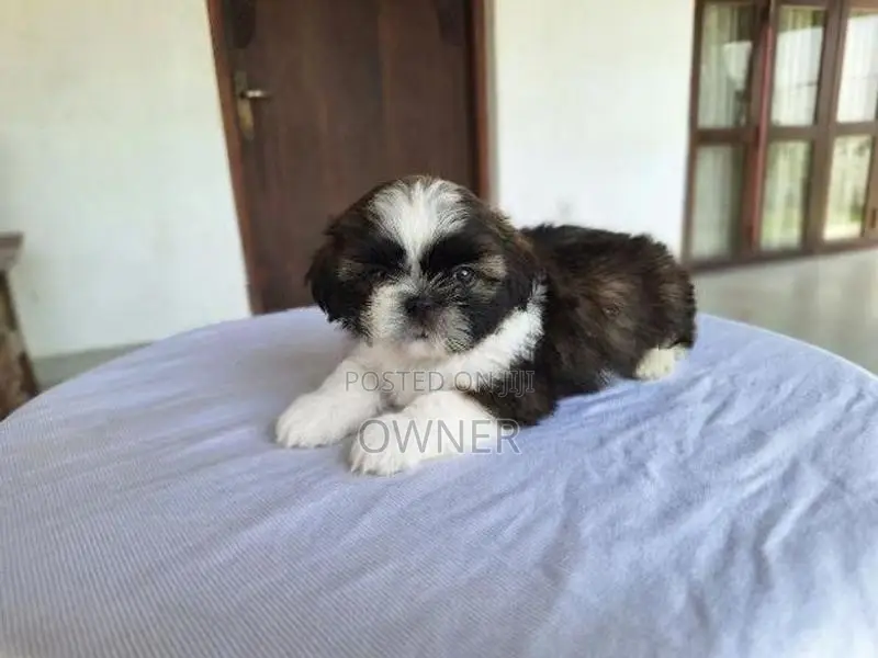 Shihtzu Tricolour Puppies