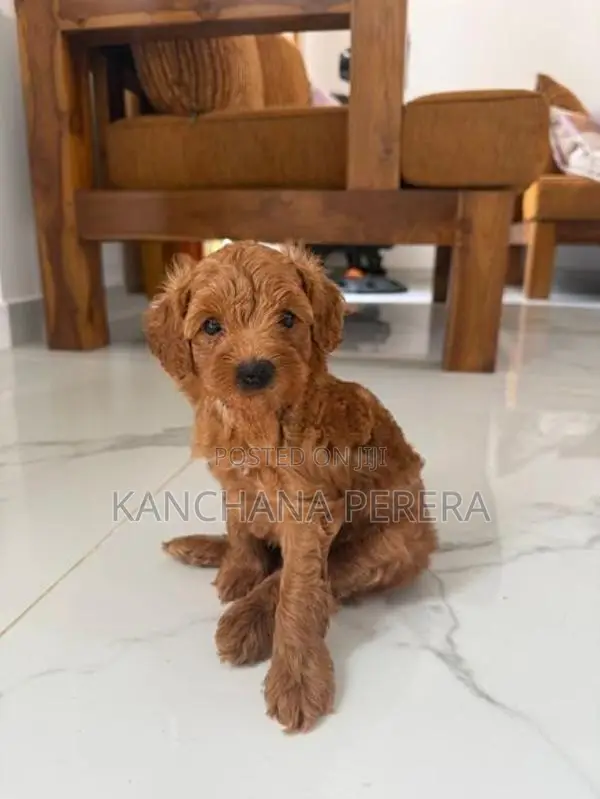 Toy Poodle Puppy