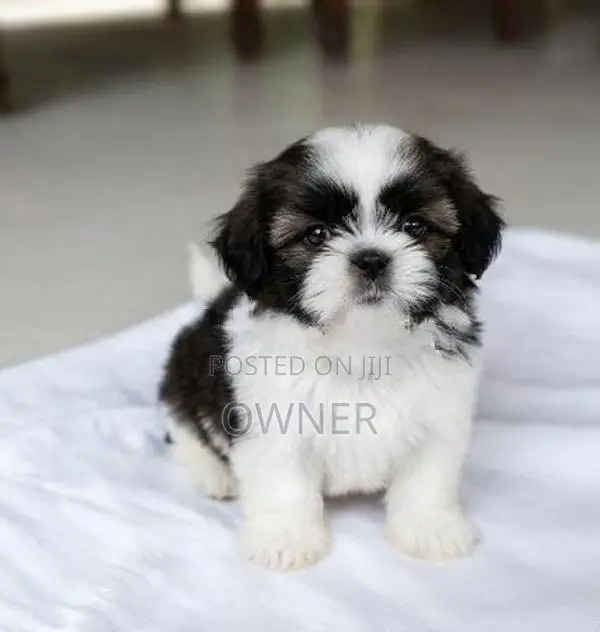 Shihtzu Tricolour Puppies