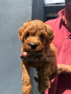 Toy Poodle Puppy