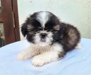 Shihtzu Tricolour Puppies