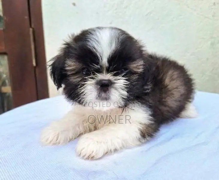 Shihtzu Tricolour Puppies