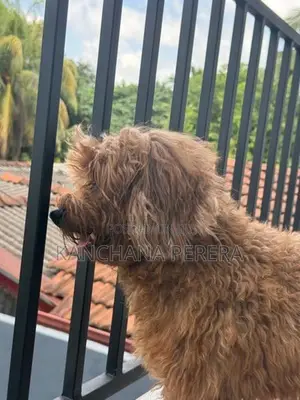 Toy Poodle Puppy