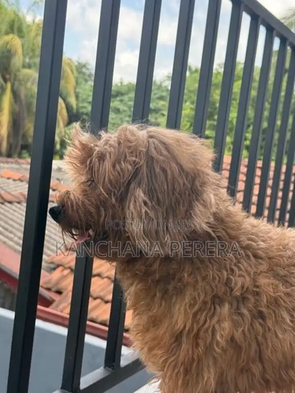 Toy Poodle Puppy