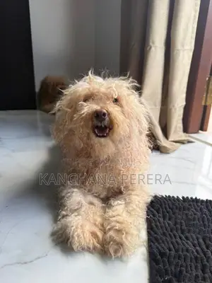 Toy Poodle Puppy