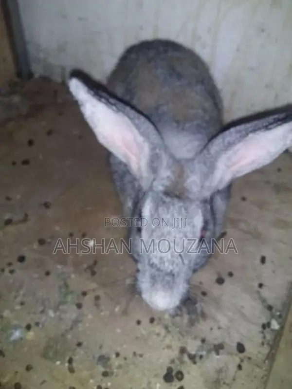 Rabbits