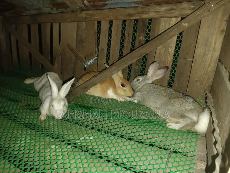 Rabbits