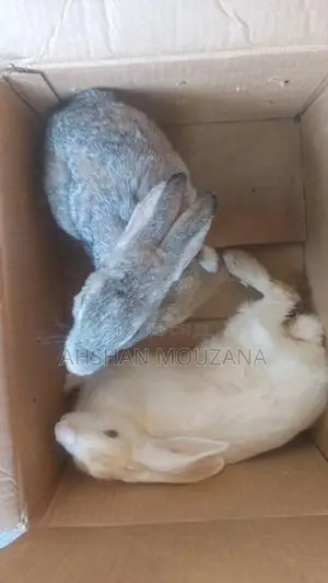 Rabbits