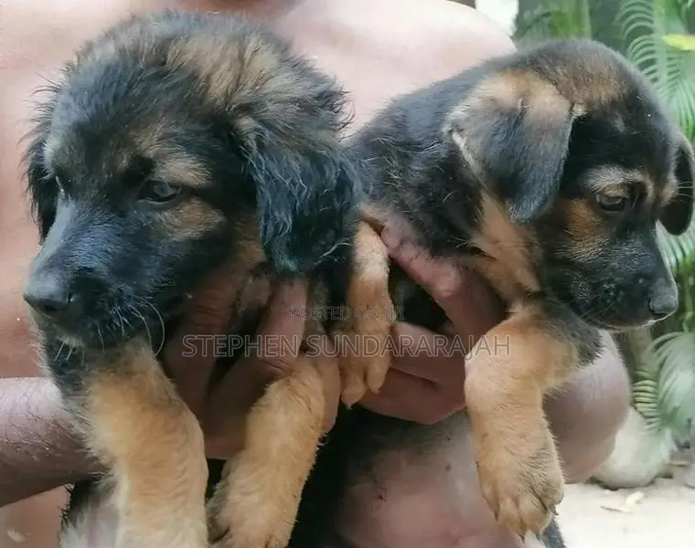 German Shepherd Puppies