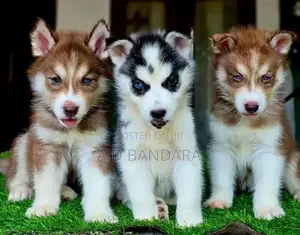 Siberian Husky Puppy