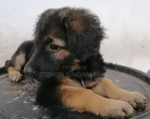 German Shepherd Puppies