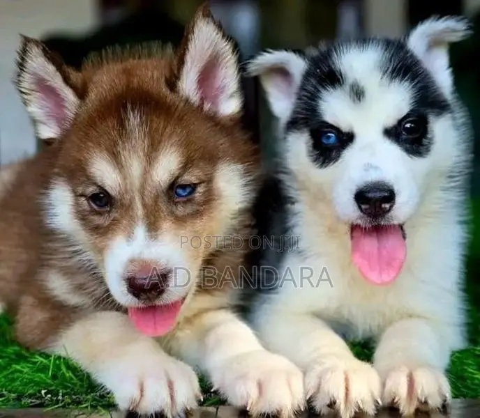 Siberian Husky Puppy
