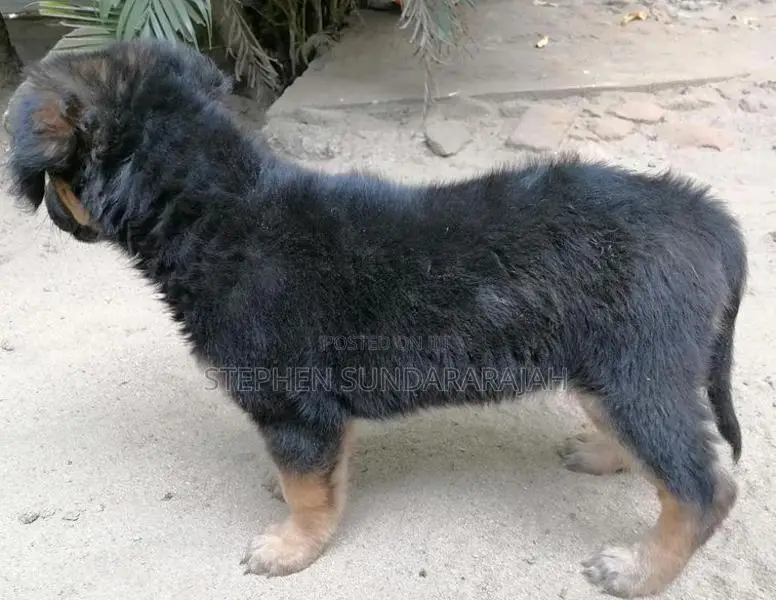 German Shepherd Puppies