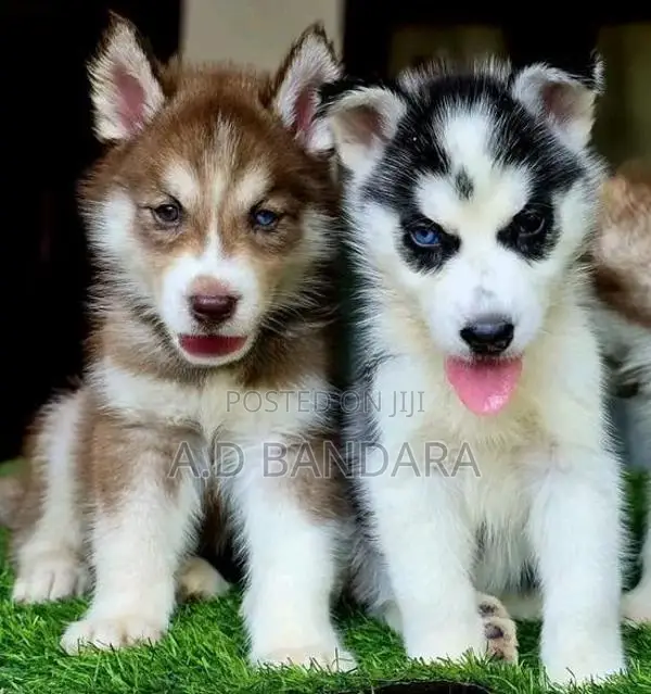 Siberian Husky Puppy