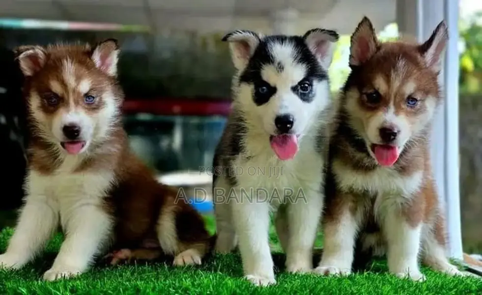 Siberian Husky Puppy