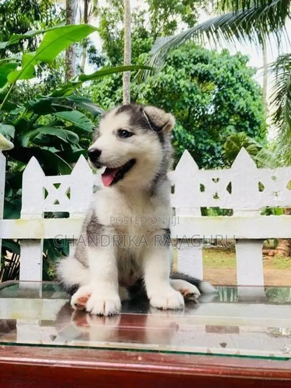 Siberian Husky Puppies