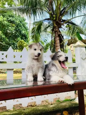 Siberian Husky Puppies