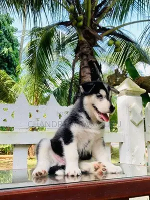 Siberian Husky Puppies