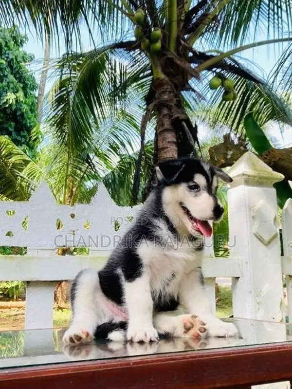 Siberian Husky Puppies