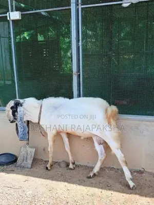 ජමූනාපාරි එළුවා