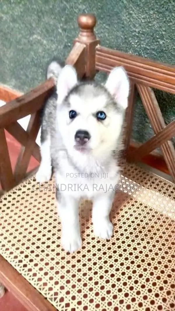 Siberian Husky Puppies