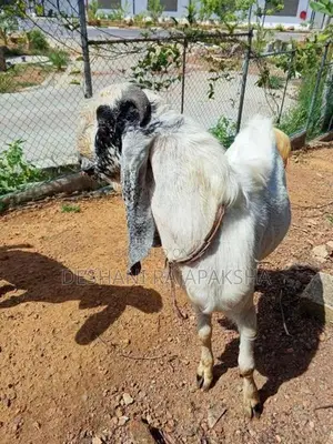 ජමූනාපාරි එළුවා