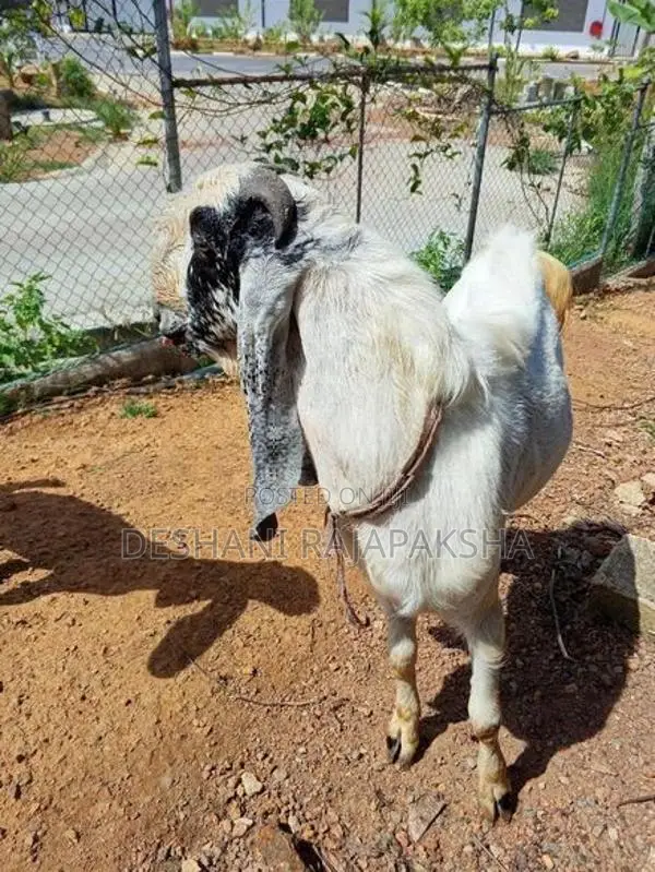 ජමූනාපාරි එළුවා