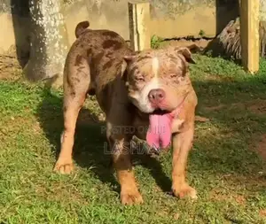 American Bully Puppies