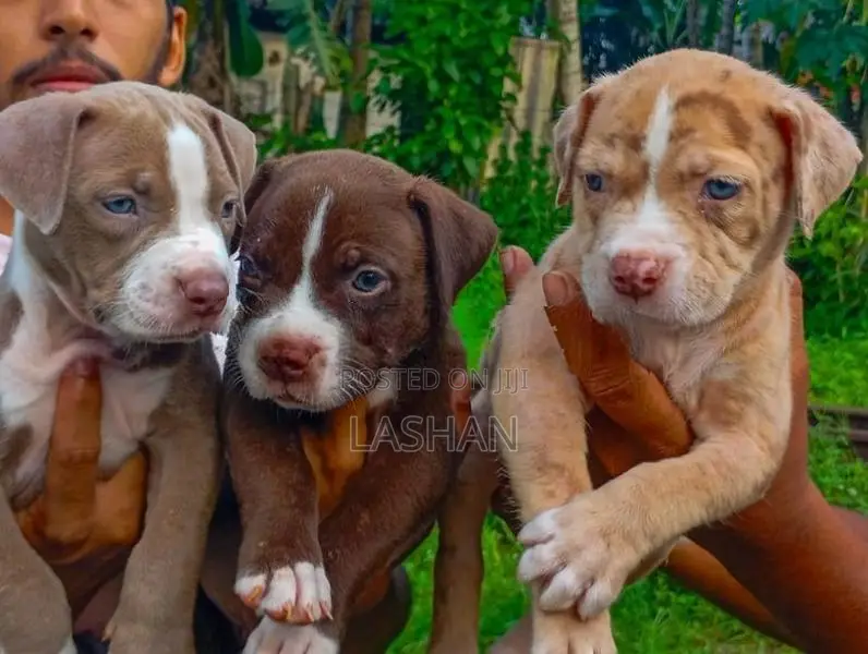American Bully Puppies