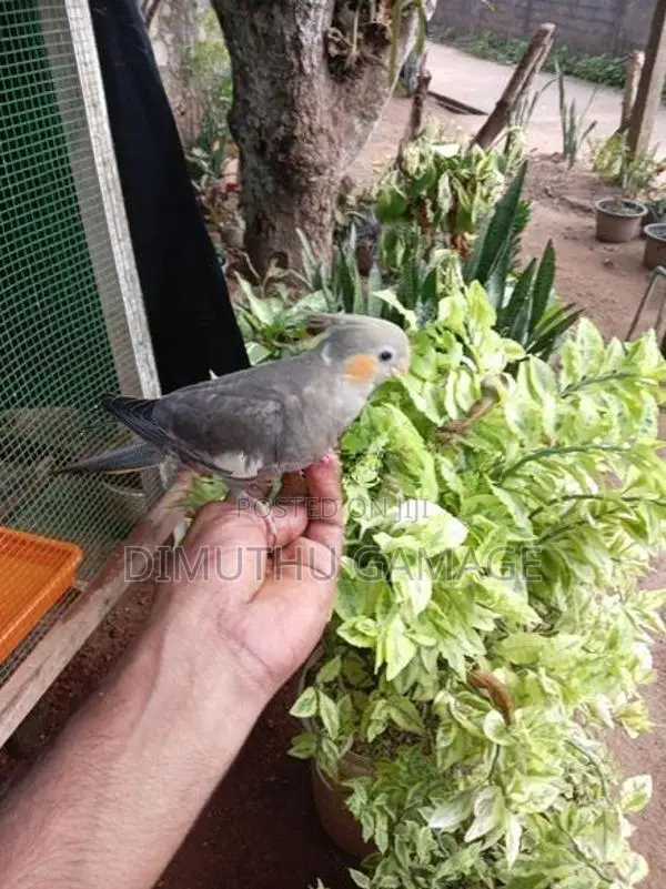 කොකටේල්