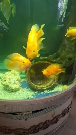 Parrot Fish